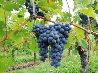 grapes on the vine