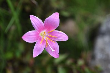Zephyr lily flowers / Zephyr lily (Zephyranthes carinata) is also called Rain lily because it blooms one after another after rain.