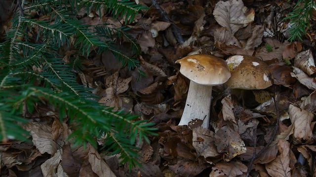 Close-up of boletus edulis mushrooms in a forest of fir and beech trees. 4K UHD Video.