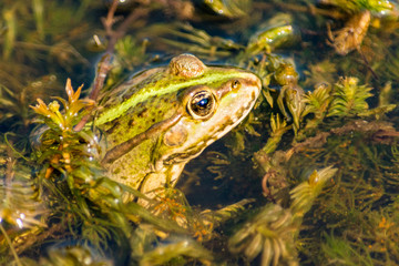 The head of a green frog emerges from the vegetation of a pond