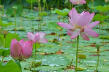 Lotus Flower. Background is the lotus leaf and lotus flower. Beautiful pink waterlily flower in pond.