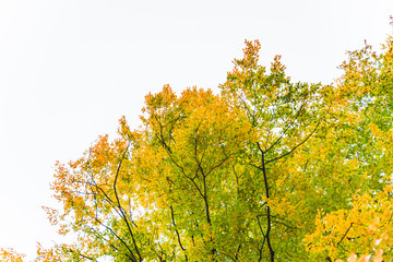 view of tree branch with yellow leaves autumn fall season
