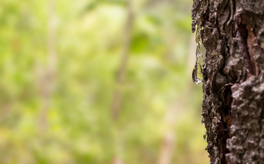 Drop of resin on the bark of spruce on the background of a blur bokeh with forest; ecology and purity concept
