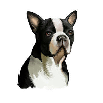 Boston Terrier dog breed isolated on white background digital art illustration. Boston Terrier is a compactly built, well-proportioned dog, black and white dog portrait, domestic puppy pet.