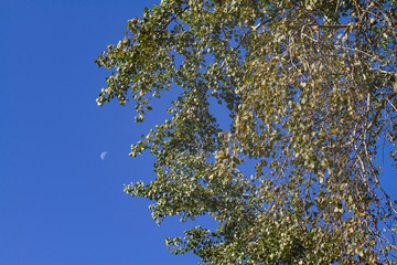 Blauer Himmel im September in Nordfriesland
