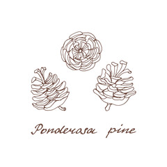 Ponderosa pine. Graphic set of cones of conifer trees.  Vintage collection of holiday decor and greeting cards. Vector illustration of winter symbols. 