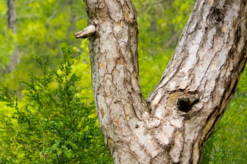The trunk of a tree splits in half to create a fork