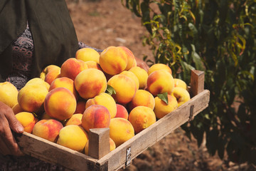Fruit boxes with red ripe peaches in the garden, a lot of peache. Woman farmer harvesting peaches from tree in garden. Agriculture concept