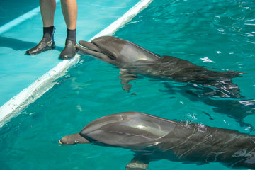 Dolphins swam to the platform and are waiting for a treat