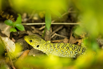 A small green lizard hides in the vegetation