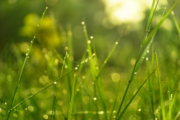 water drop dew on green grass with morning spring sunlight background