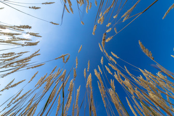 Yellow grass and blue sky bottom view