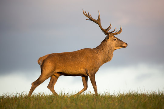 Red deer (cervus elaphus) running on grassland.