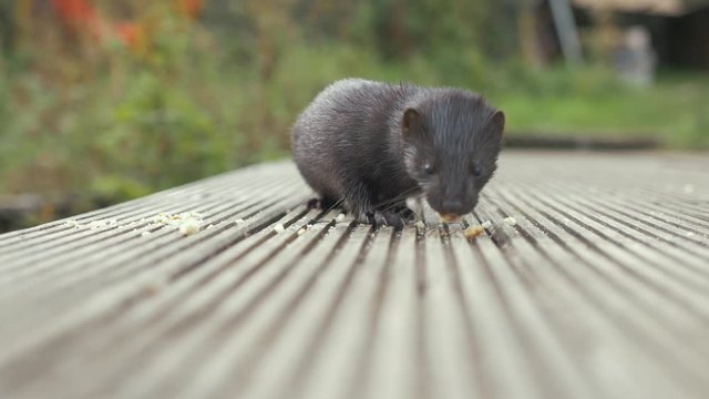 Wild mink eating crumbs close up SLOW MOTION