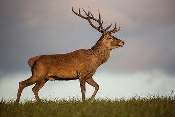 Red deer (cervus elaphus) running on grassland.