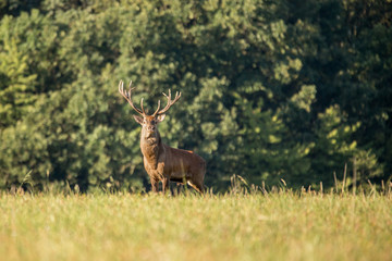 Red deer (cervus elaphus) stands on a meadow near the forest.