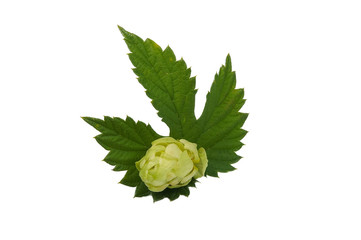 Fresh branch of hops isolated on white background