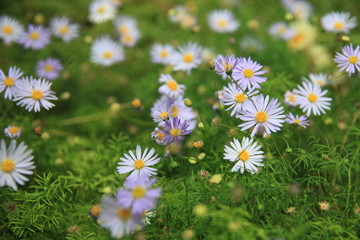 field of daisies