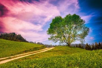 Baum mit Weg auf Anhöhe