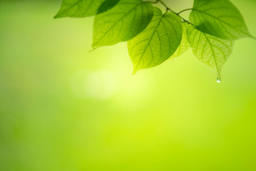 Fototapeta na wymiar Closeup view of green leaf on blurred background.