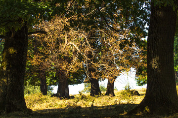  In the forest in the last summer days