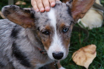 Welsh Corgi cardigan is a breed of dwarf shepherd dogs. Origin of Wales, UK. This is the Forest Corgi. According to legend, the Corgi served the forest elves. Proof of this is the shape of the saddle 