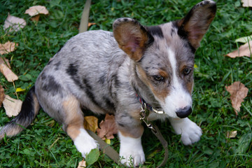 Welsh Corgi cardigan is a breed of dwarf shepherd dogs. Origin of Wales, UK. This is the Forest Corgi. According to legend, the Corgi served the forest elves. Proof of this is the shape of the saddle 