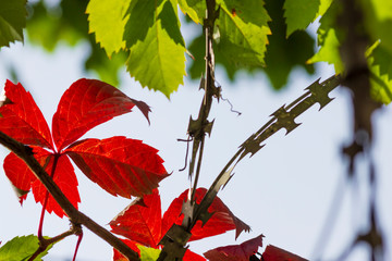 Wild grapes tangled the razor wire. The grape vine grows on a razor wire. The concept of the...