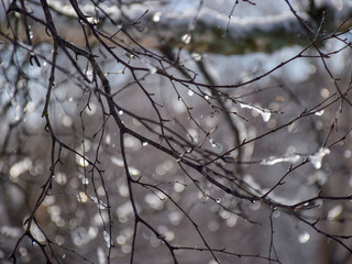 Fototapeta na wymiar wet, snowy and dripping branches of trees in winter. Selective focus, blue sky background