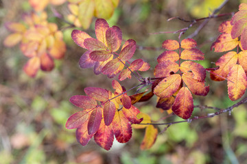 Bright colorful autumn background. Colorful autumn leaves.