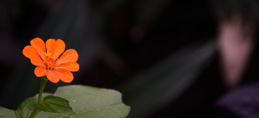 Orange textured flower with blur background concept.