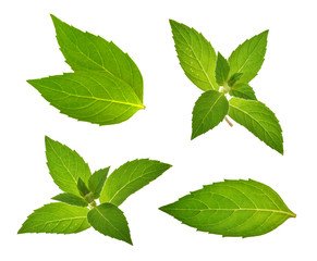 Mint leaves isolated without shadow