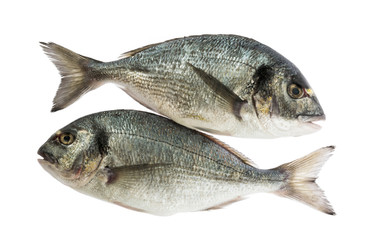 dorado fish isolated without shadow