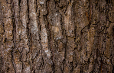 Rough texture of tree bark, suitable for background and design.