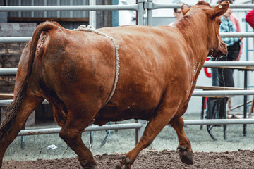 Bowden, Alberta, Canada, 26 July 2019 / Moments from the Bowden Daze, the town's rodeo. Cow riding,...
