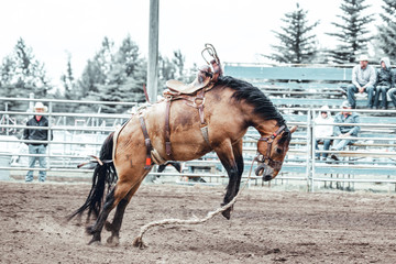 Fototapeta premium Bowden, Alberta, Canada, 26 July 2019 / Moments from the Bowden Daze, the town's rodeo. Bronco riding, wild horse bucking and rearing