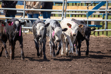 Bowden, Alberta, Canada, 26 July 2019 / Moments from the Bowden Daze, the town's rodeo. Sweet calfs...