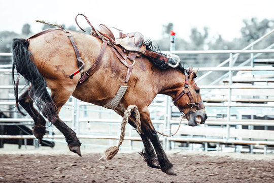 Bowden, Alberta, Canada, 26 July 2019 / Moments from the Bowden Daze, the town's rodeo. Bronco riding, wild horse bucking and rearing