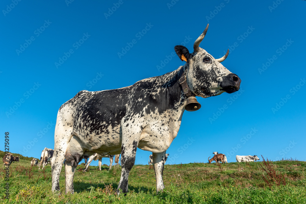 Canvas Prints vache vosgienne dans un paturage