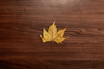 Naklejka na ściany i meble a single dried leaf on brown wood background