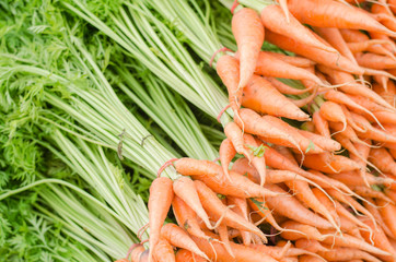 Baby Carrot or root carrot