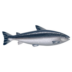 Realistic 3d Detailed Atlantic Salmon Fish. Vector