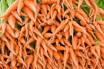 Baby Carrot or root carrot