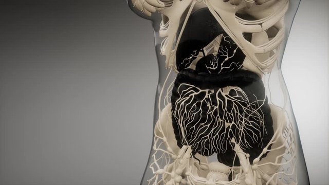 3d illustration of human digestive system parts and functions
