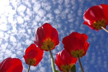 Obraz premium Red tulips shot from below against the blue sky with white clouds.