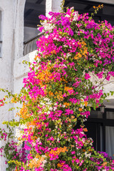 Rankende Bougainvillea an einem Haus