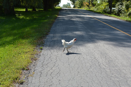 Chicken crossing the road