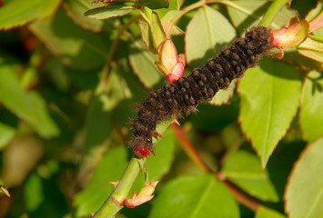Black caterpillar eats green leaves. Garden pest.