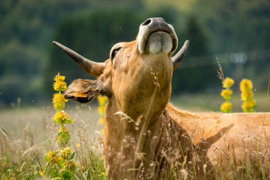 A romantic Aubrac cow sniffs the air lying in a field where gentians grow