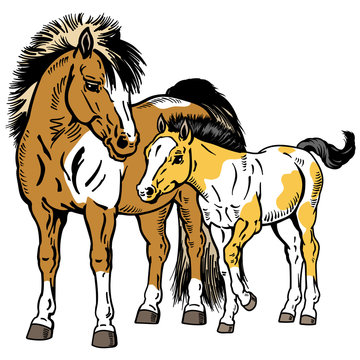 Shetland pony horses. Miniature spotted mare with little foal. Isolated vector illustration